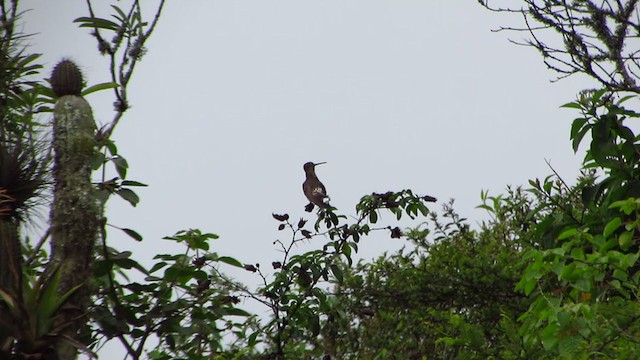 Colibrí Gigante - ML218497621