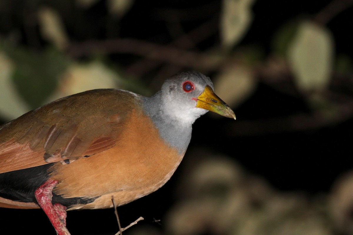 Gray-cowled Wood-Rail (Gray-cowled) - ML21849991