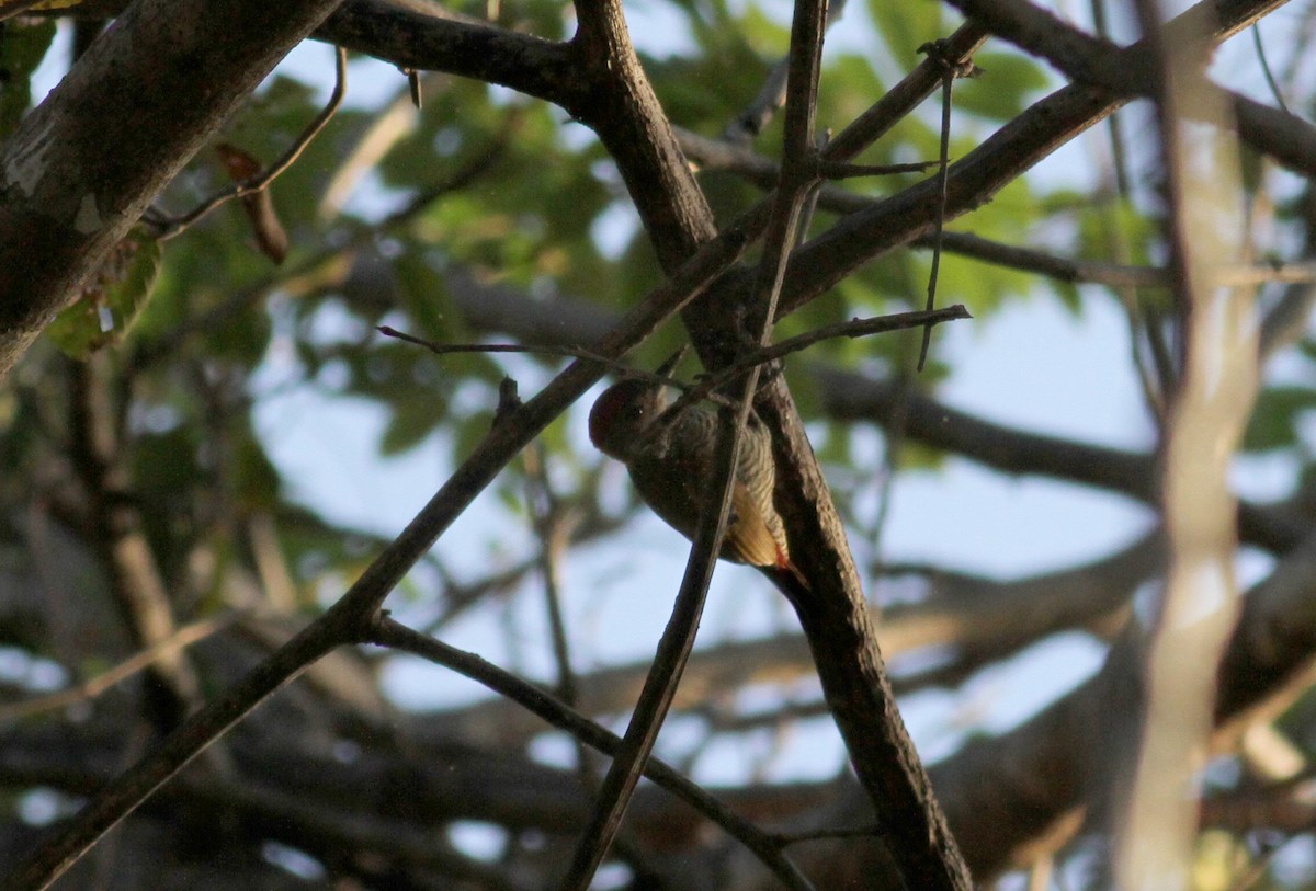 Red-rumped Woodpecker - ML21850011