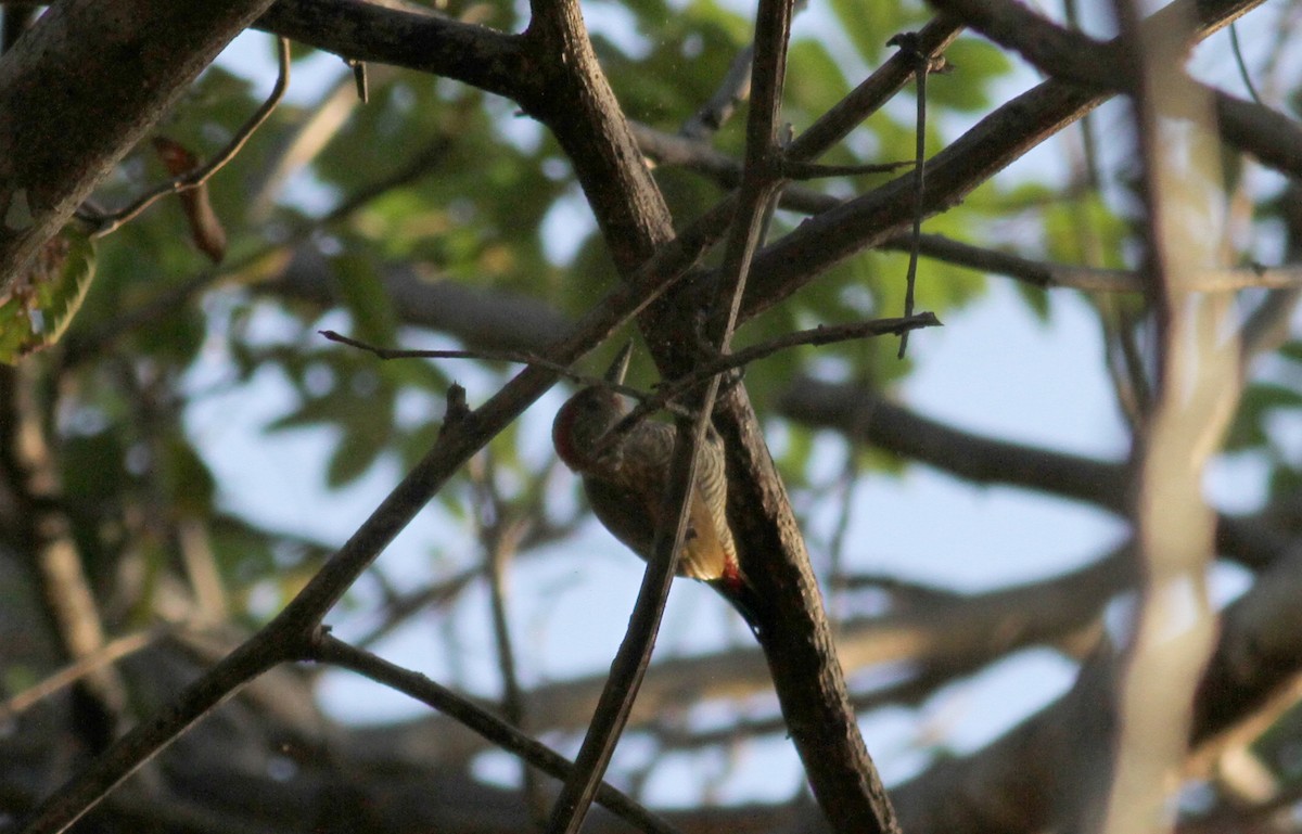 Red-rumped Woodpecker - ML21850021