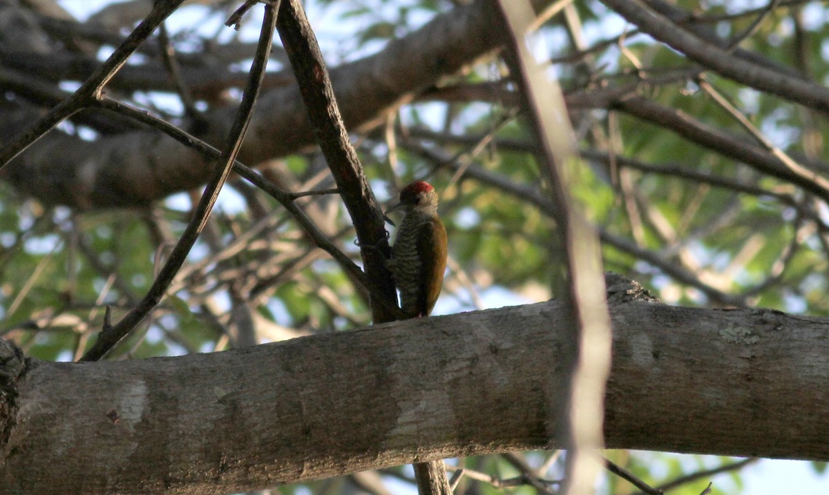 Red-rumped Woodpecker - ML21850031