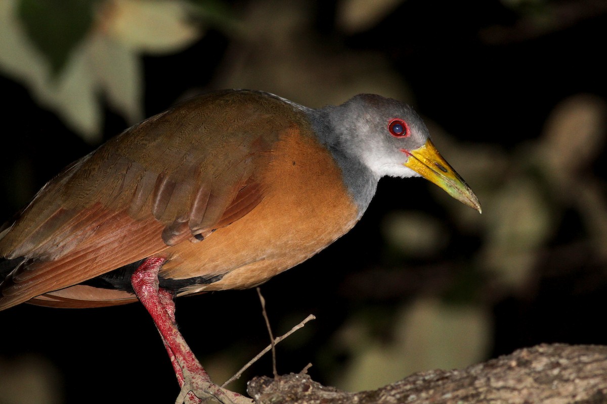 Gray-cowled Wood-Rail (Gray-cowled) - ML21850051