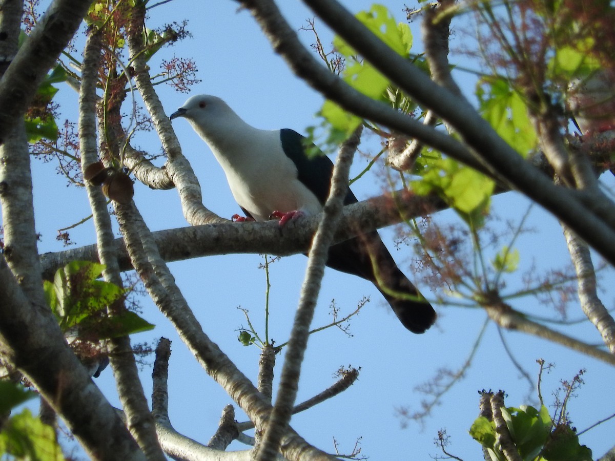 Elegant Imperial-Pigeon - Pam Rasmussen