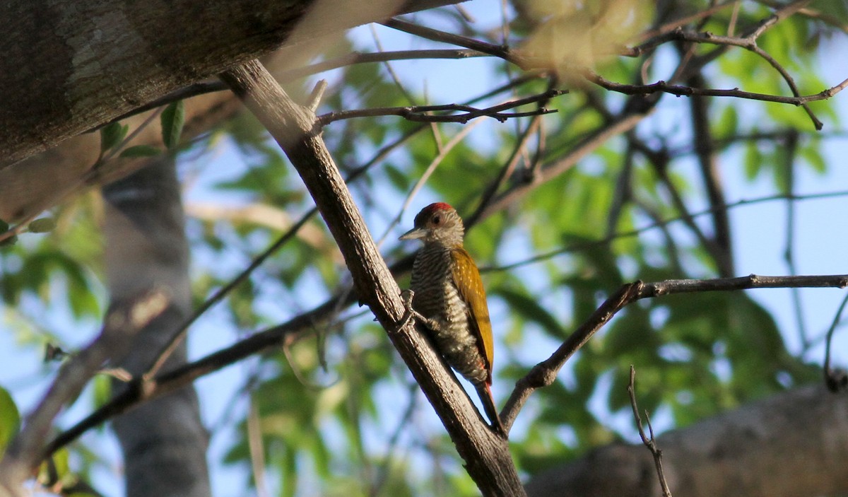 Red-rumped Woodpecker - ML21850101