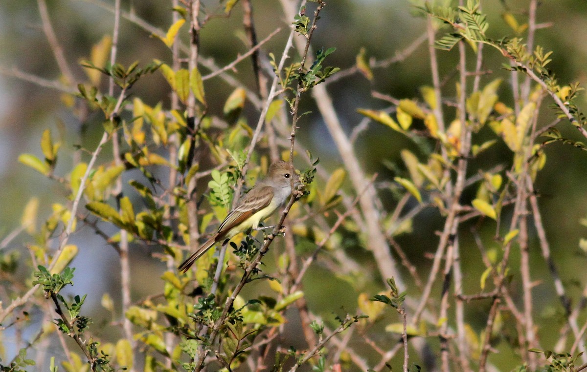 Brown-crested Flycatcher (South American) - ML21850181