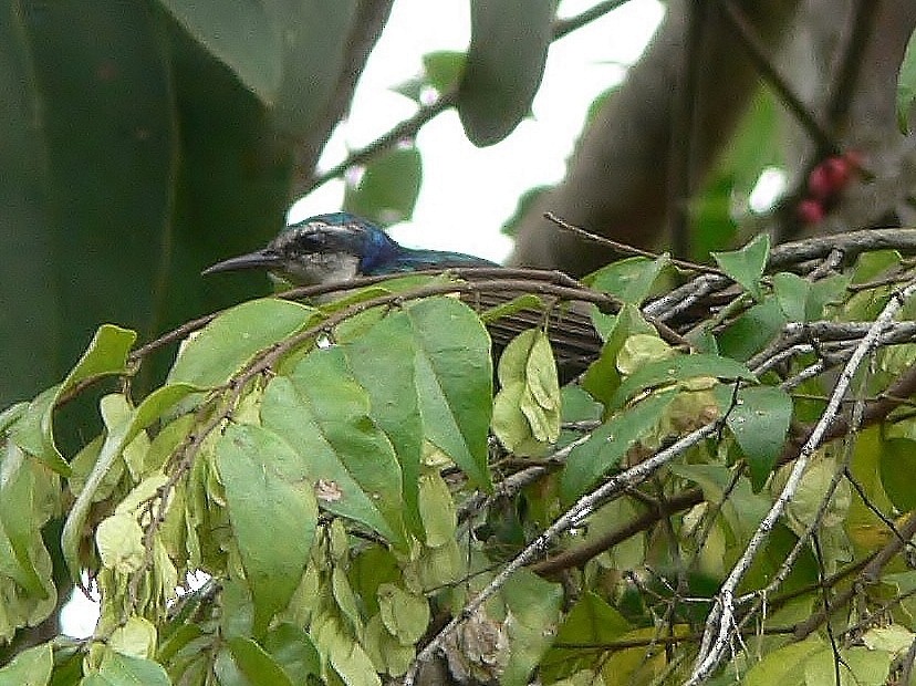 Violettschwanz-Nektarvogel - ML218502011