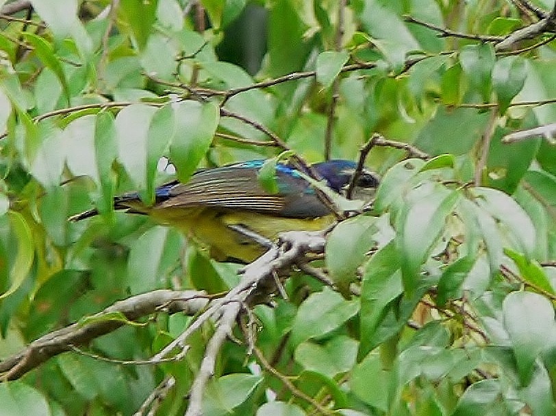 Violet-tailed Sunbird - ML218502021