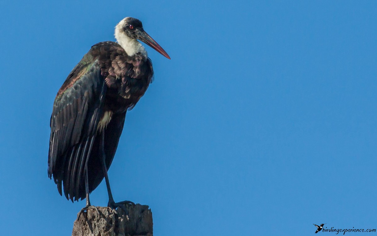 African Woolly-necked Stork - ML218502121