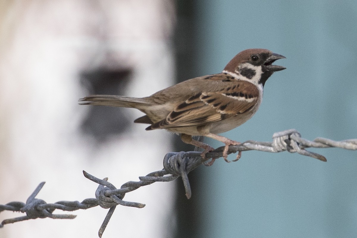 Eurasian Tree Sparrow - ML218502171