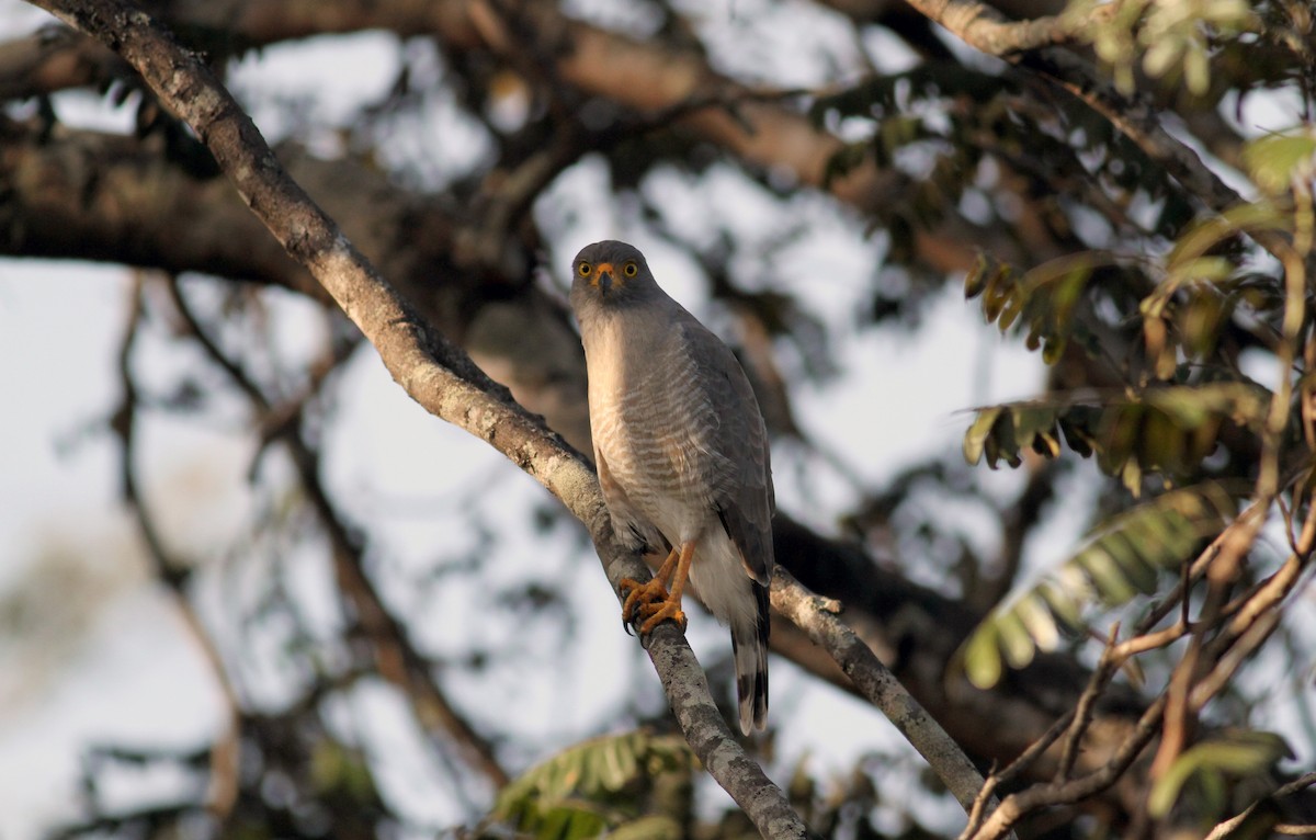 Roadside Hawk (Northern) - Jay McGowan