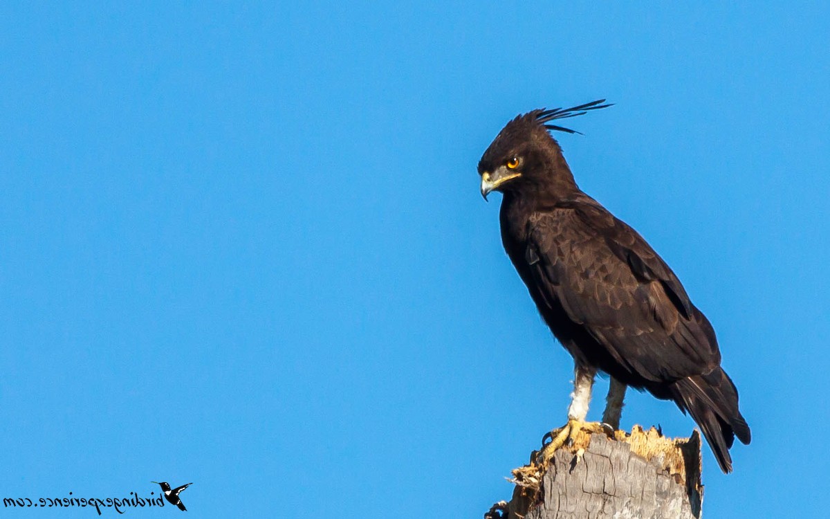 Long-crested Eagle - ML218502501