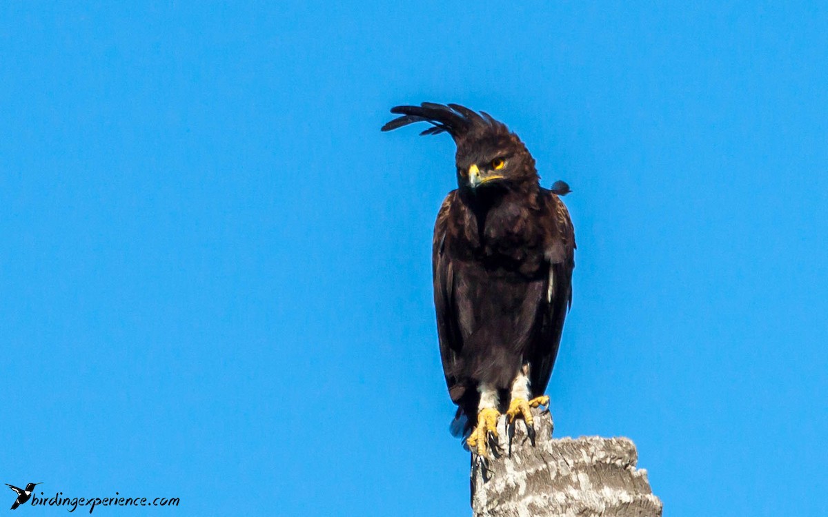 Long-crested Eagle - ML218502701