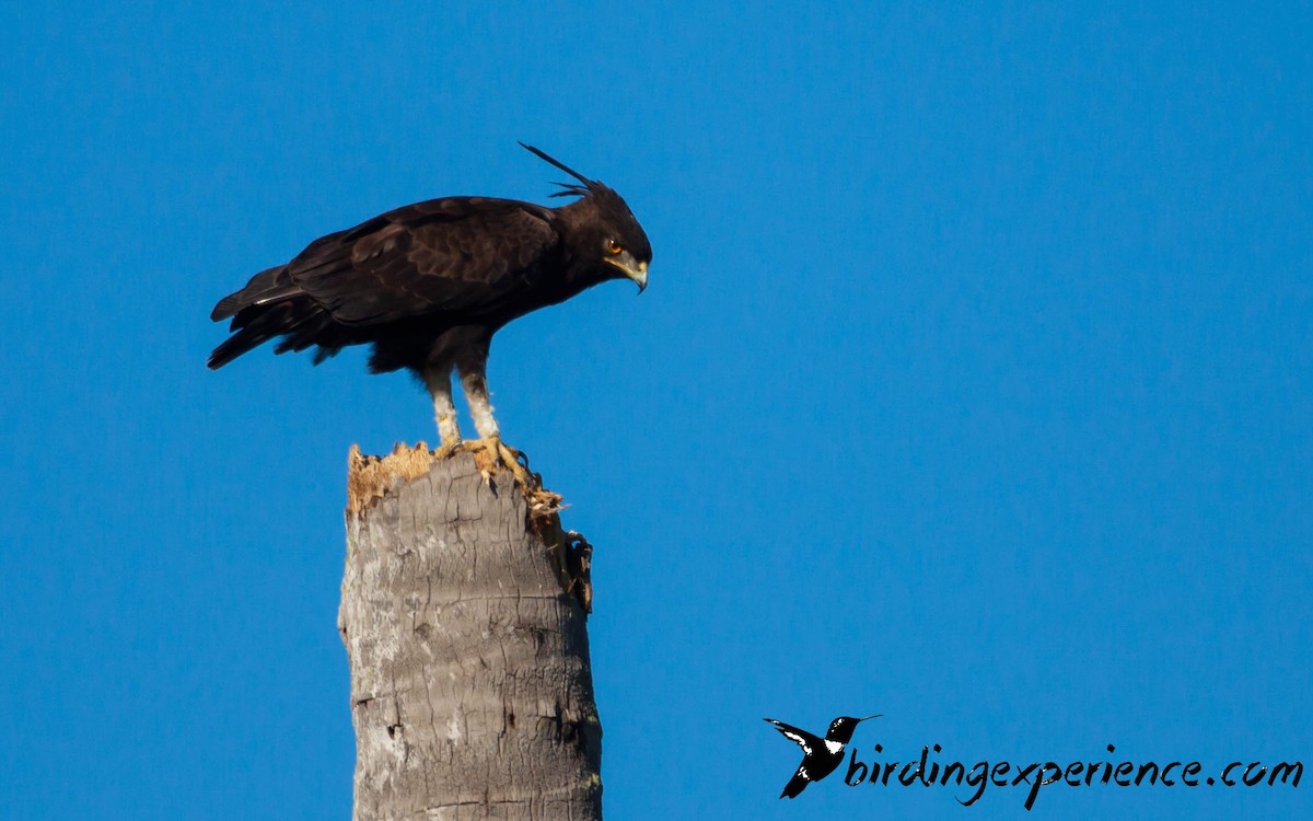 Long-crested Eagle - ML218502711