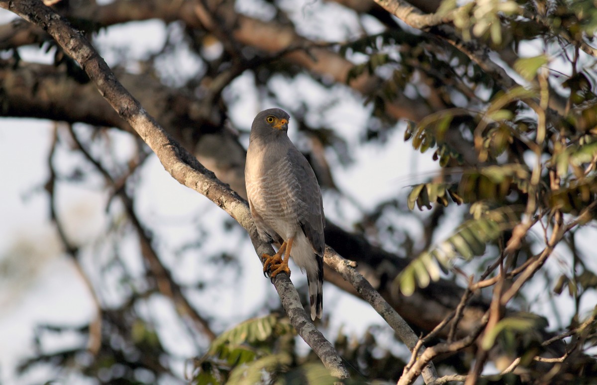 Roadside Hawk (Northern) - Jay McGowan