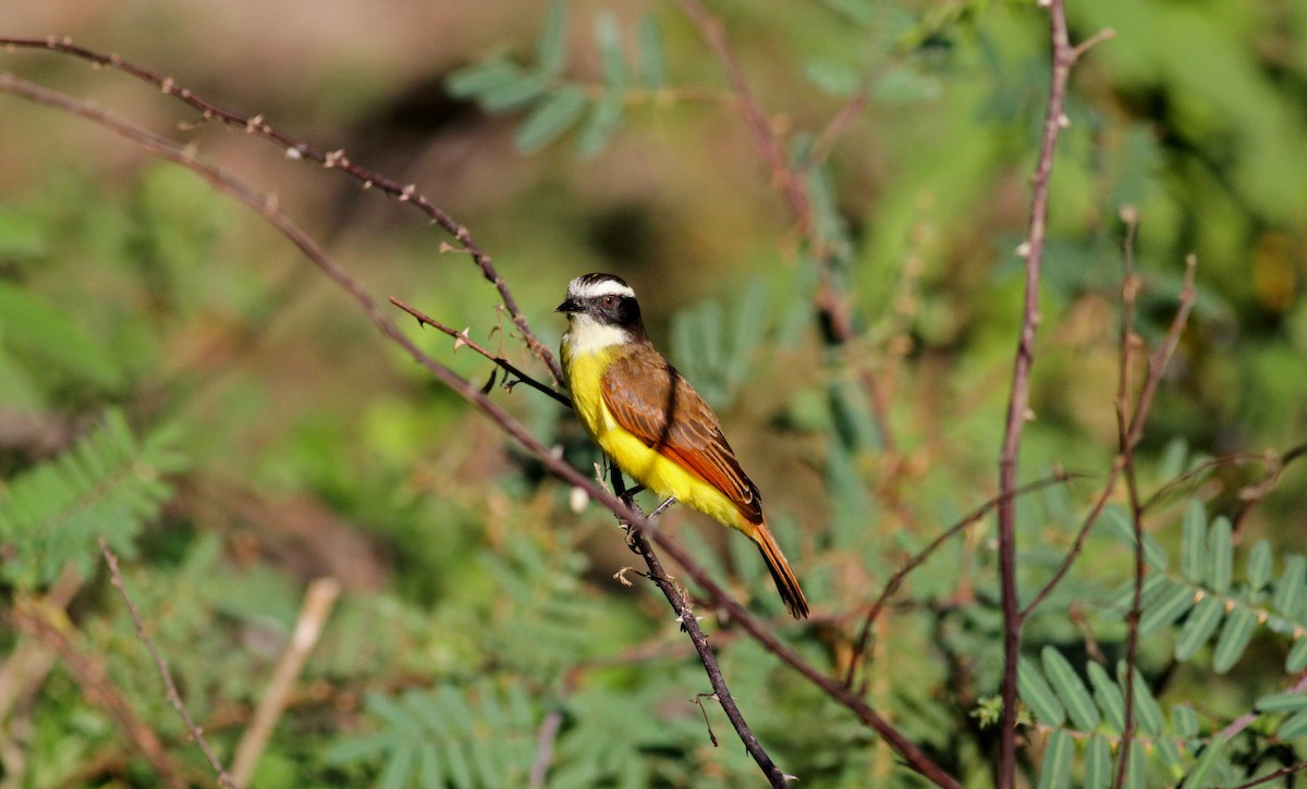 Rusty-margined Flycatcher - Jay McGowan