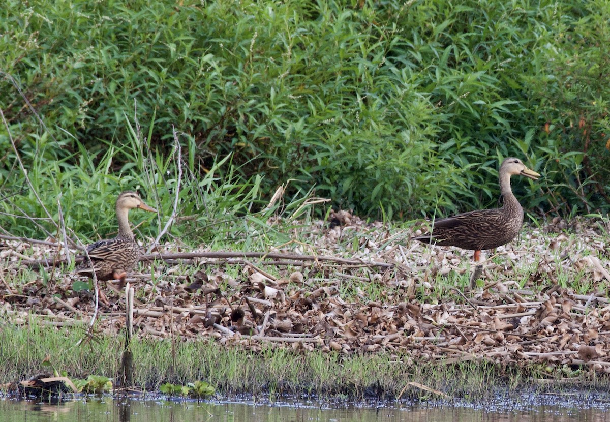 Mottled Duck (Florida) - ML218504331