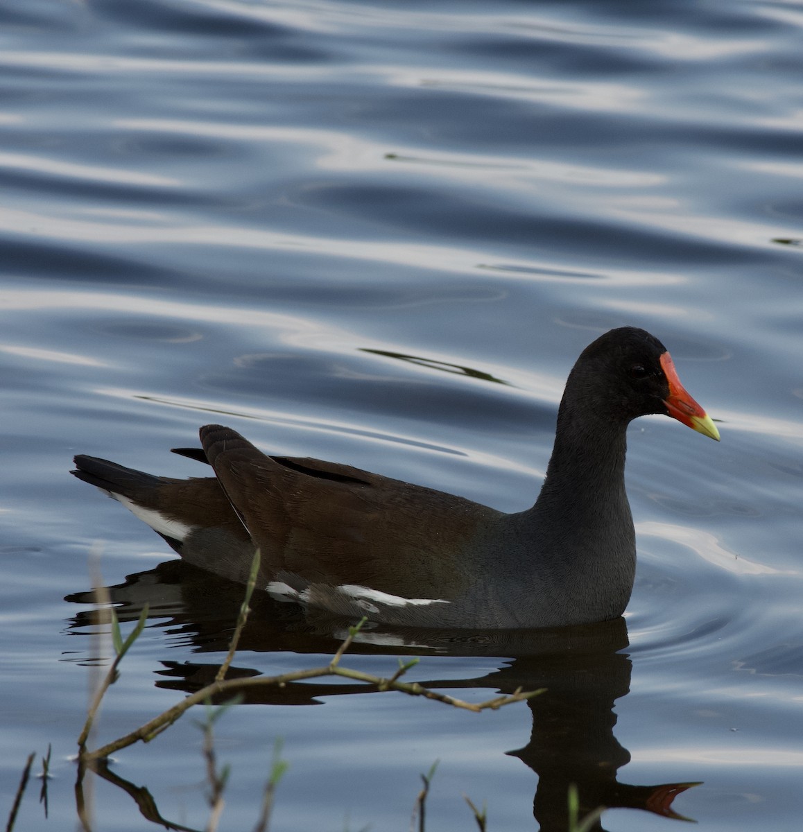 Gallinule d'Amérique - ML218504611