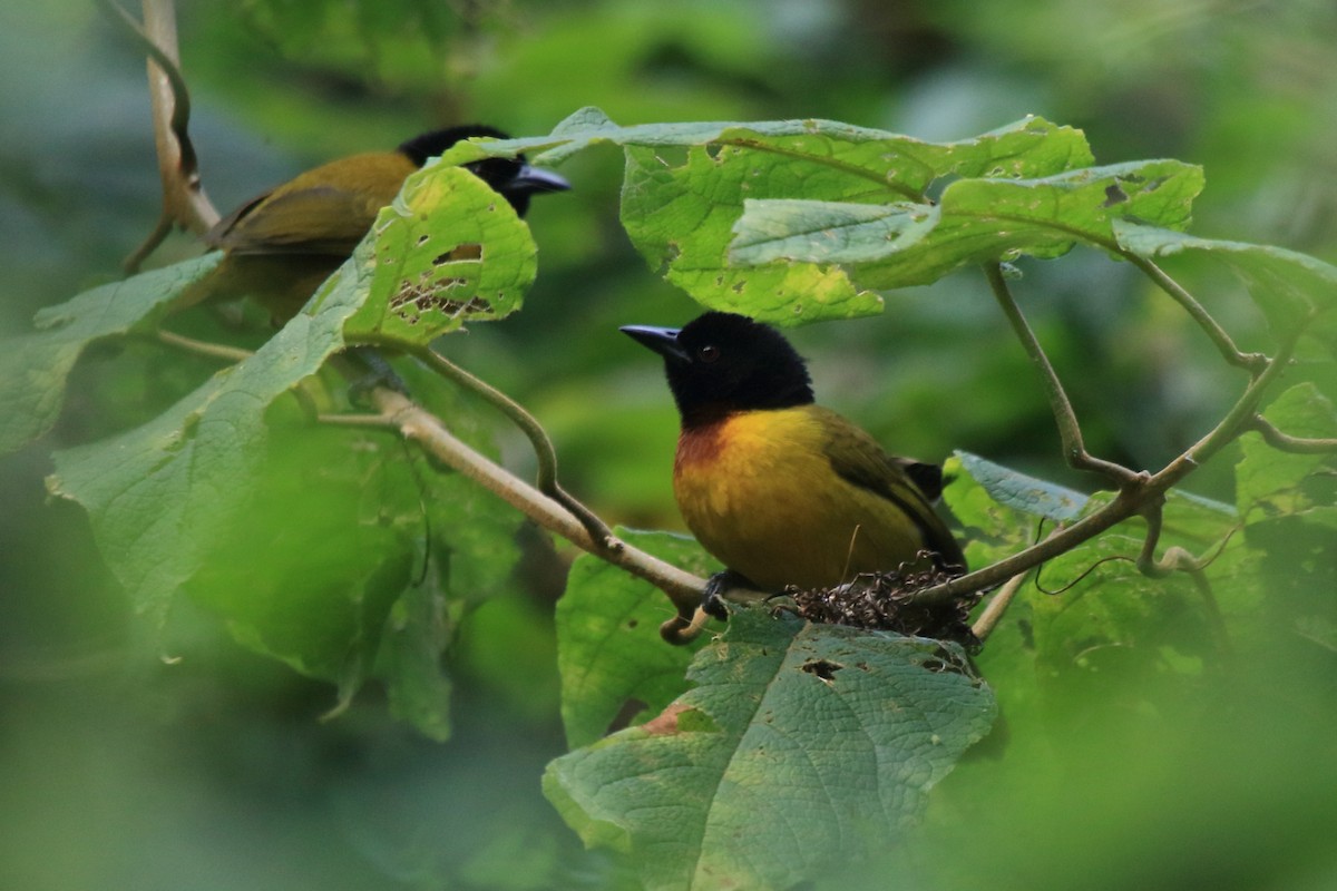 Strange Weaver - ML218506141