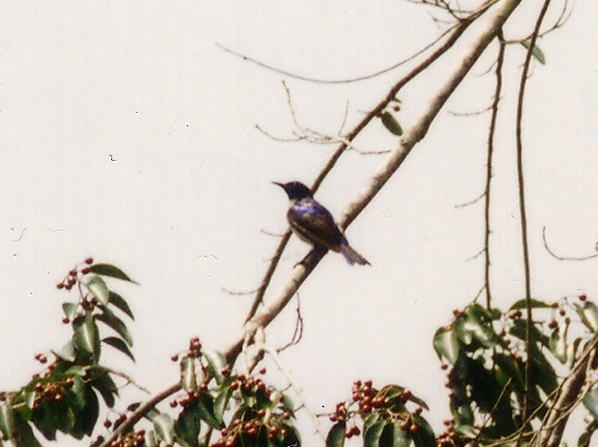 Violet-tailed Sunbird - ML218506181