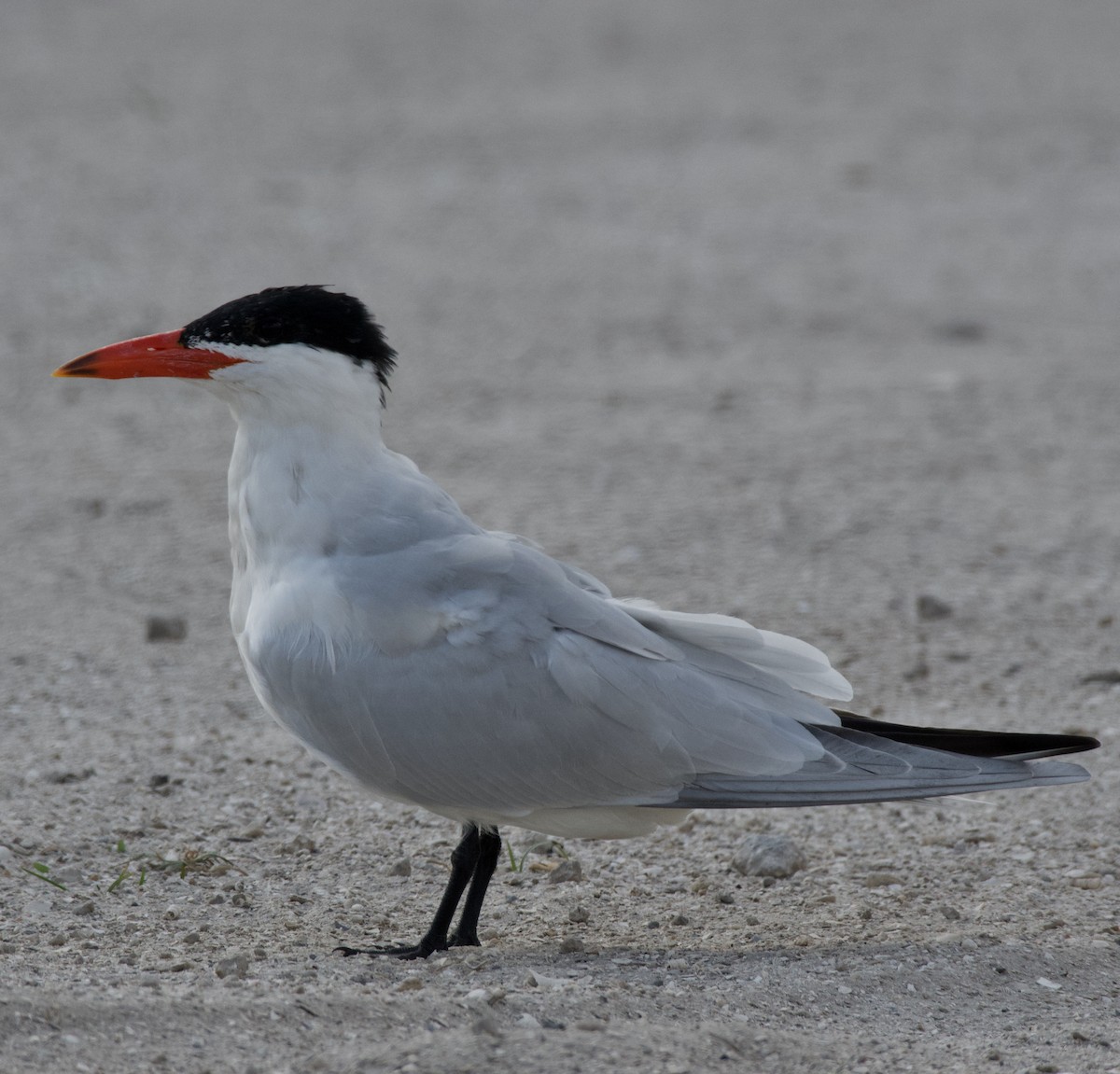 Caspian Tern - ML218506441