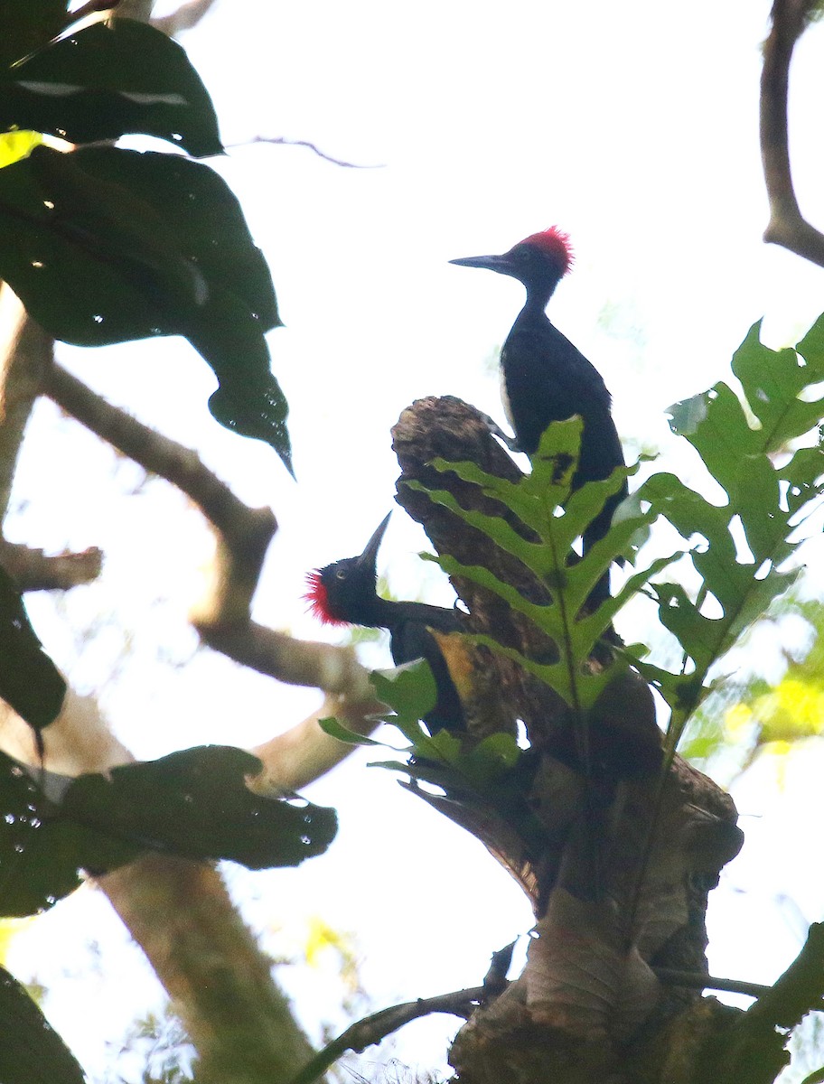 White-bellied Woodpecker - Joelle Buffa Clyde Morris