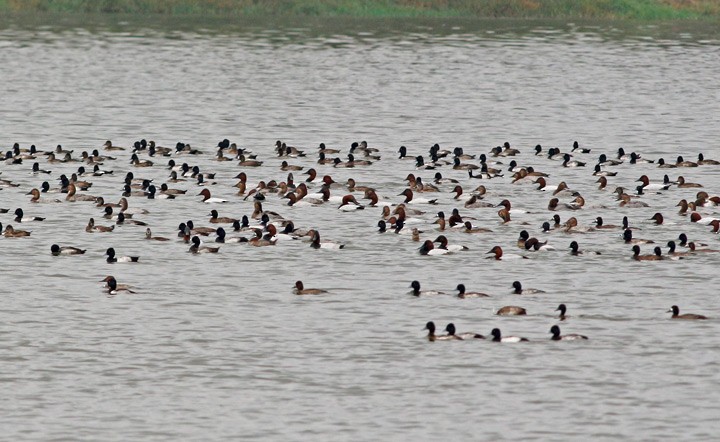 Canvasback - Kris Petersen