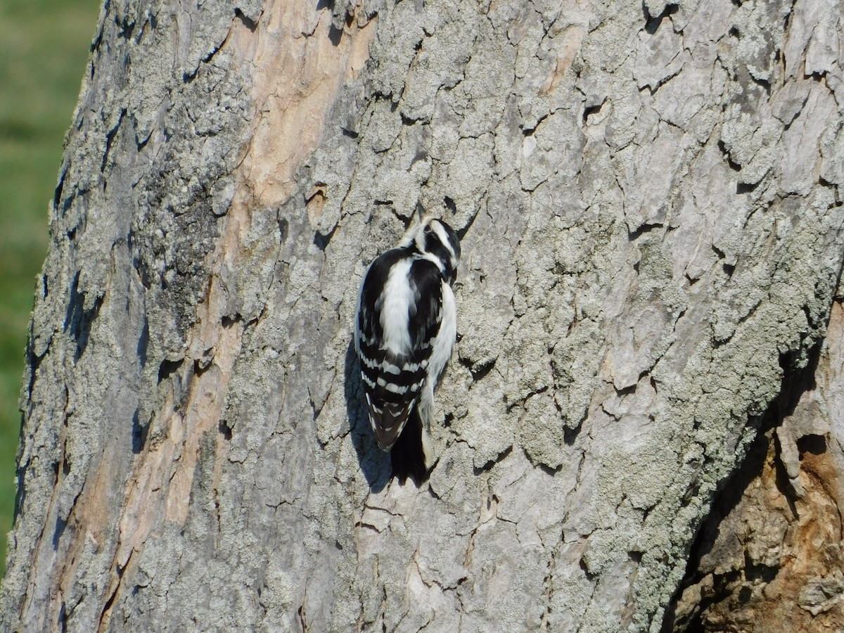 Downy Woodpecker - ML218507411