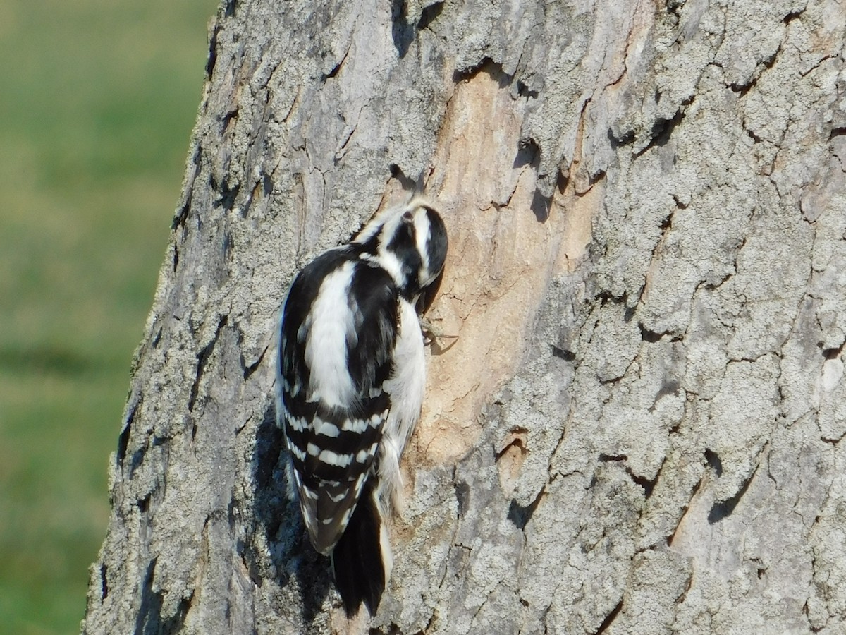 Downy Woodpecker - ML218507441