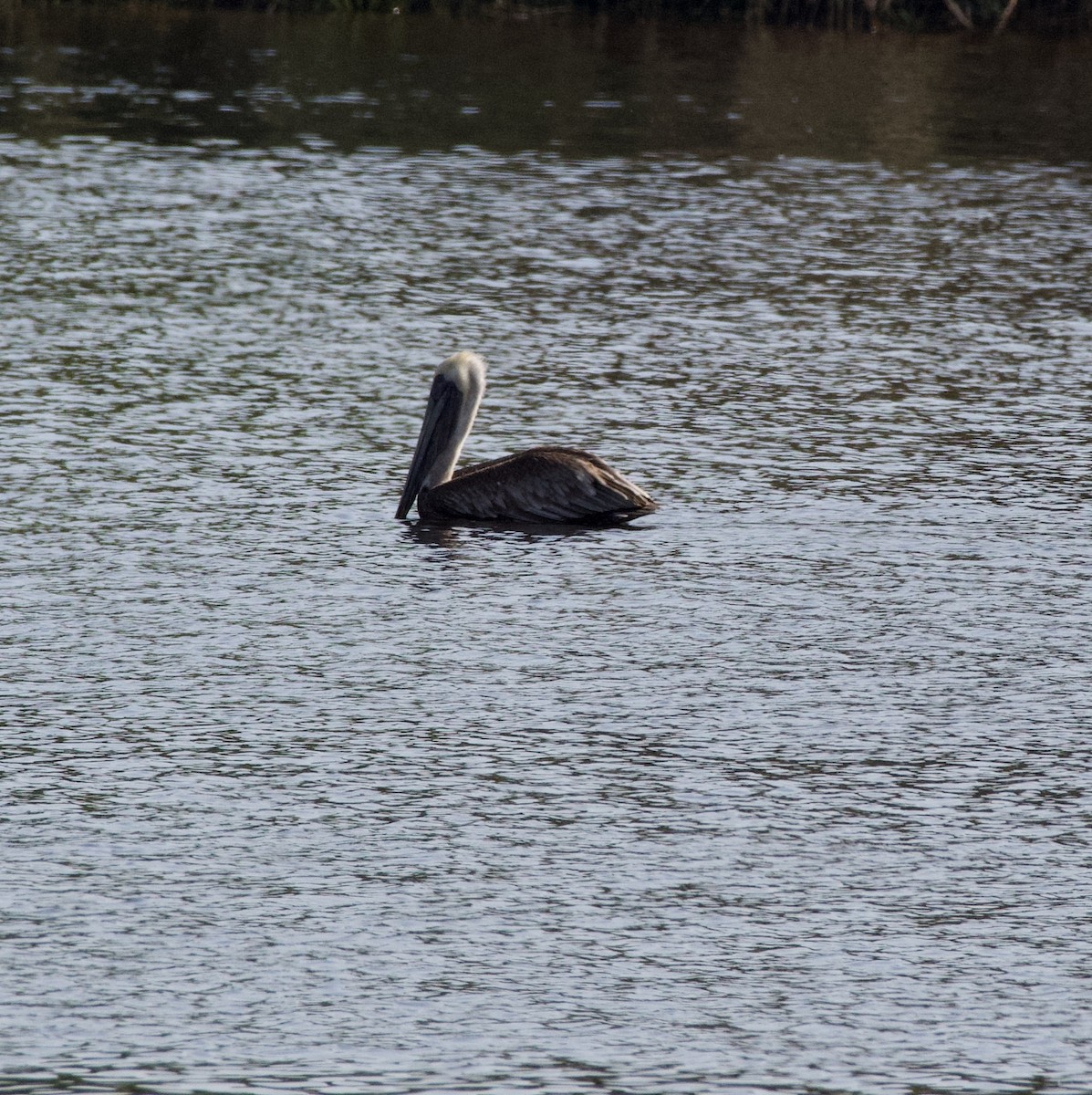 Brown Pelican - wendy ambrefe