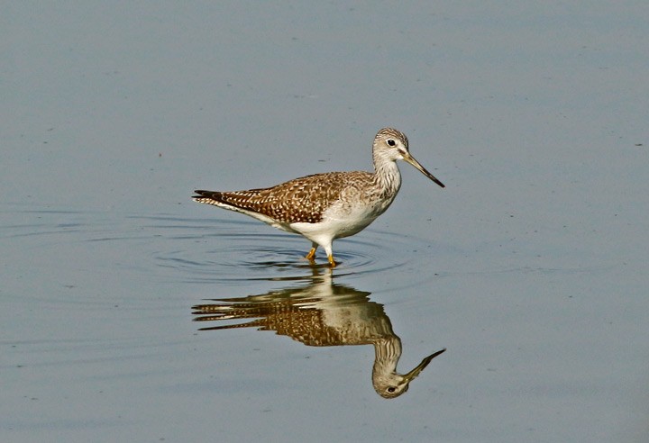 Greater Yellowlegs - ML21850811