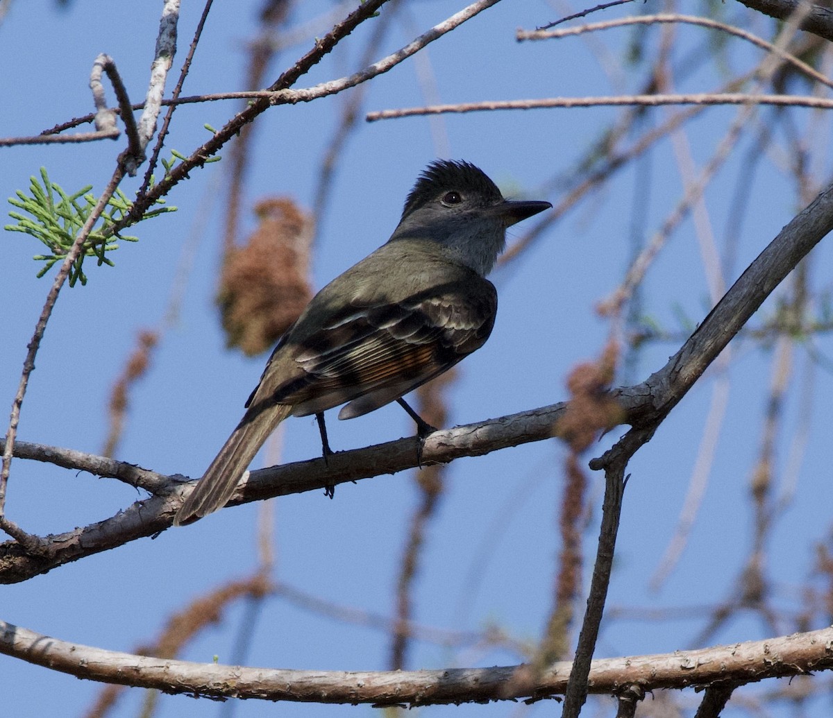 Great Crested Flycatcher - ML218508181