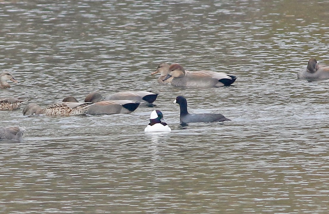 Bufflehead - ML21850841