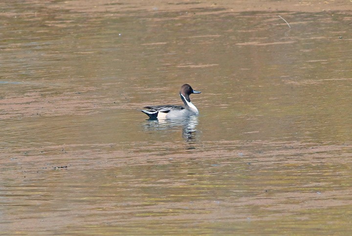 Northern Pintail - ML21850861