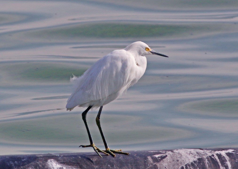 Snowy Egret - Kris Petersen