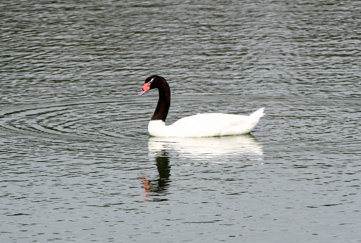 Black-necked Swan - ML218508821