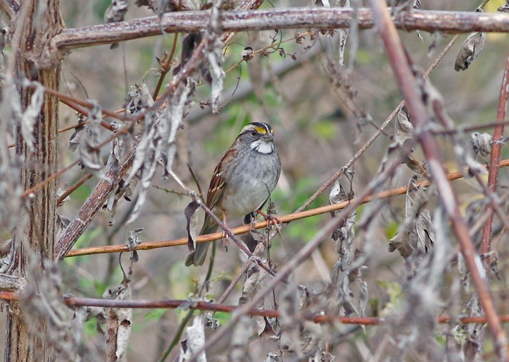 White-throated Sparrow - ML21850921