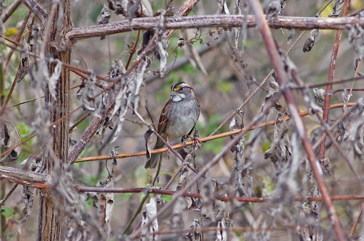 White-throated Sparrow - ML21850931