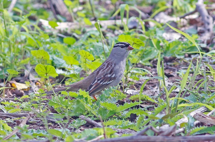 White-crowned Sparrow - ML21850941