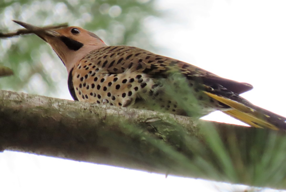 Northern Flicker - Anne Mytych