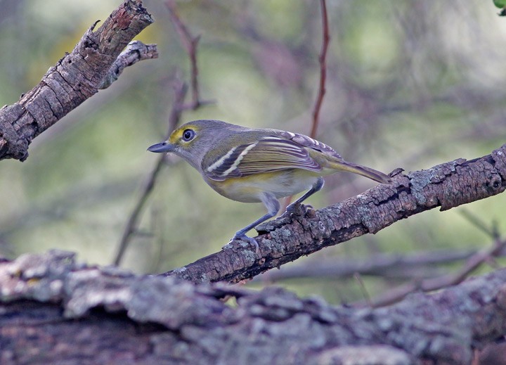 White-eyed Vireo - ML21851021