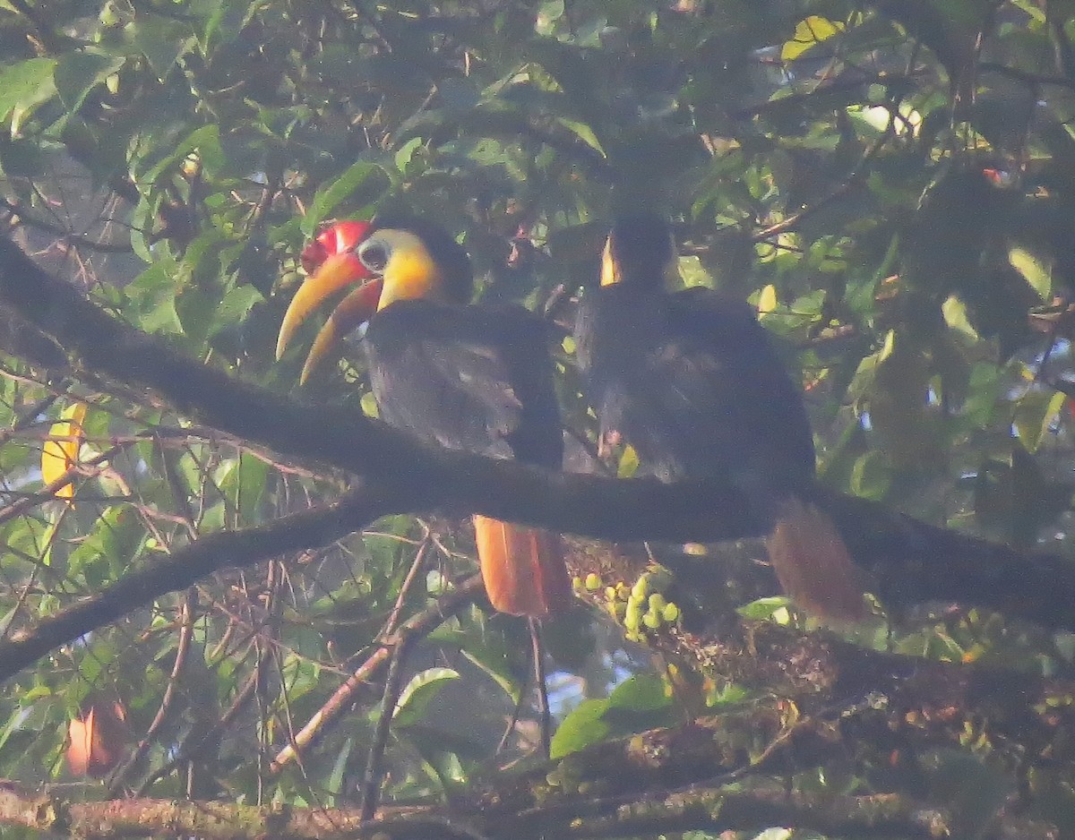 Wrinkled Hornbill - Joelle Buffa Clyde Morris