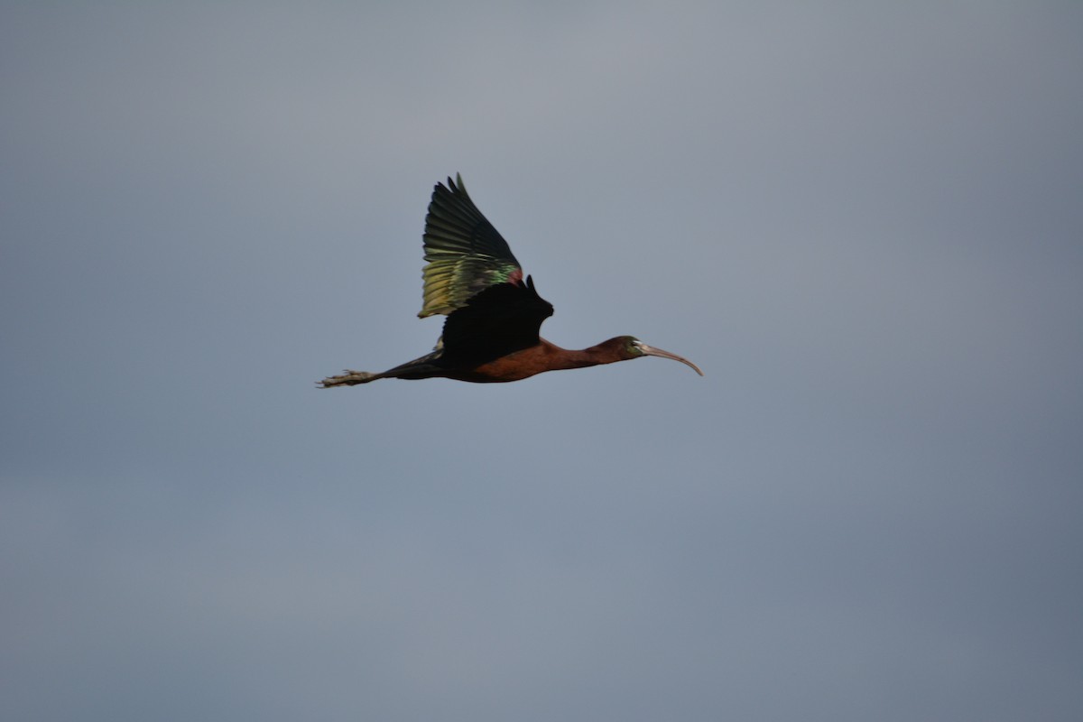 ibis hnědý - ML218510511