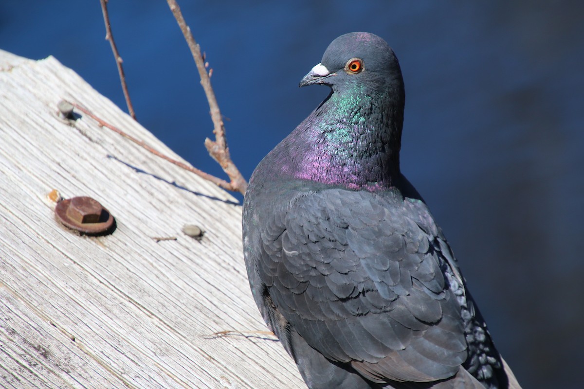 Rock Pigeon (Feral Pigeon) - ML218510901