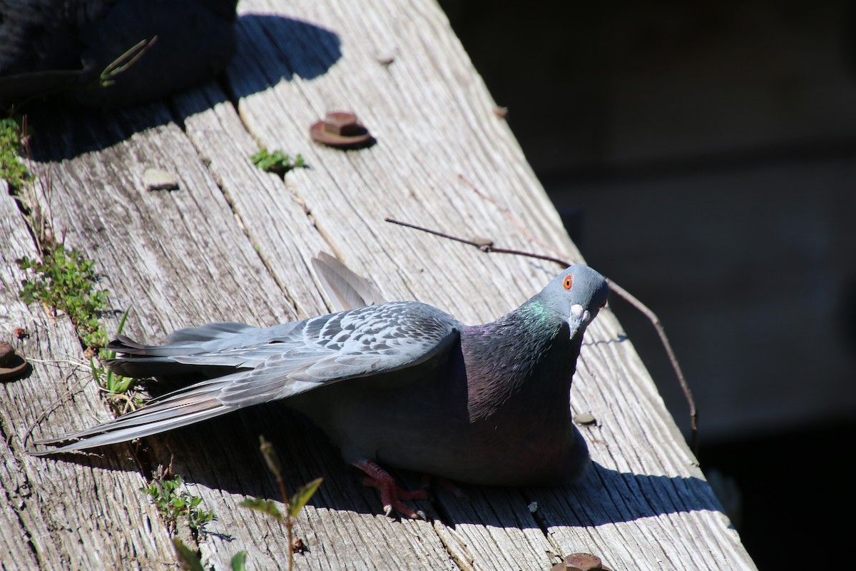 Rock Pigeon (Feral Pigeon) - Sarah rackowski