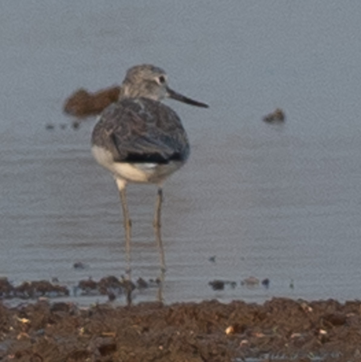 Common Greenshank - ML218512061