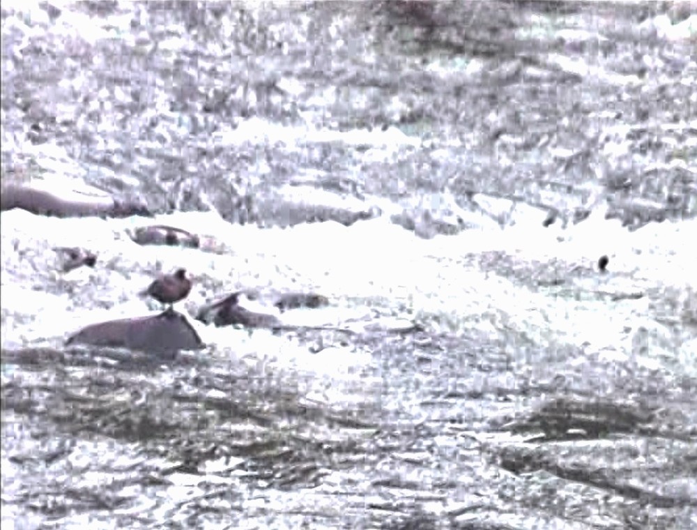 Blue Duck - ML218513511