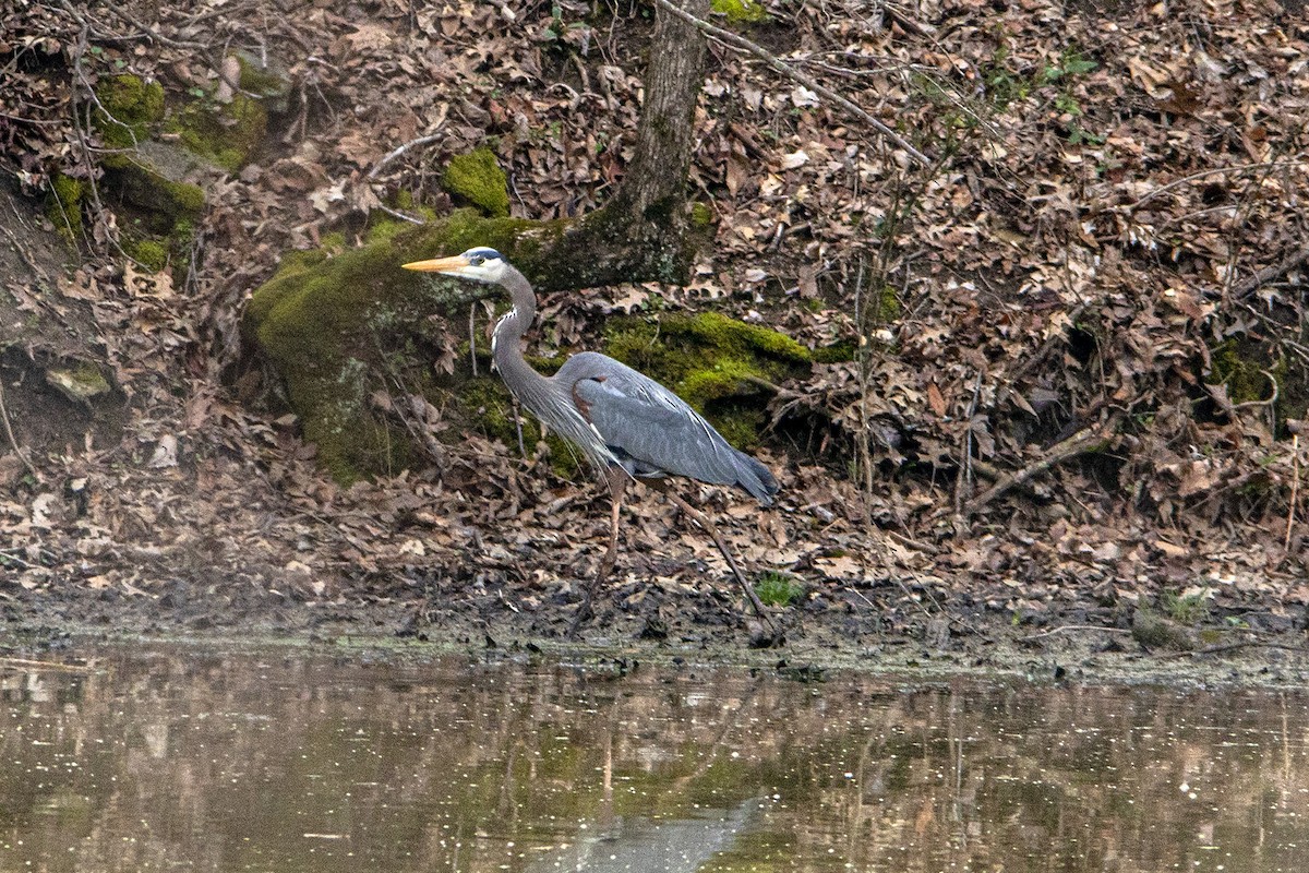 Great Blue Heron - James Walls