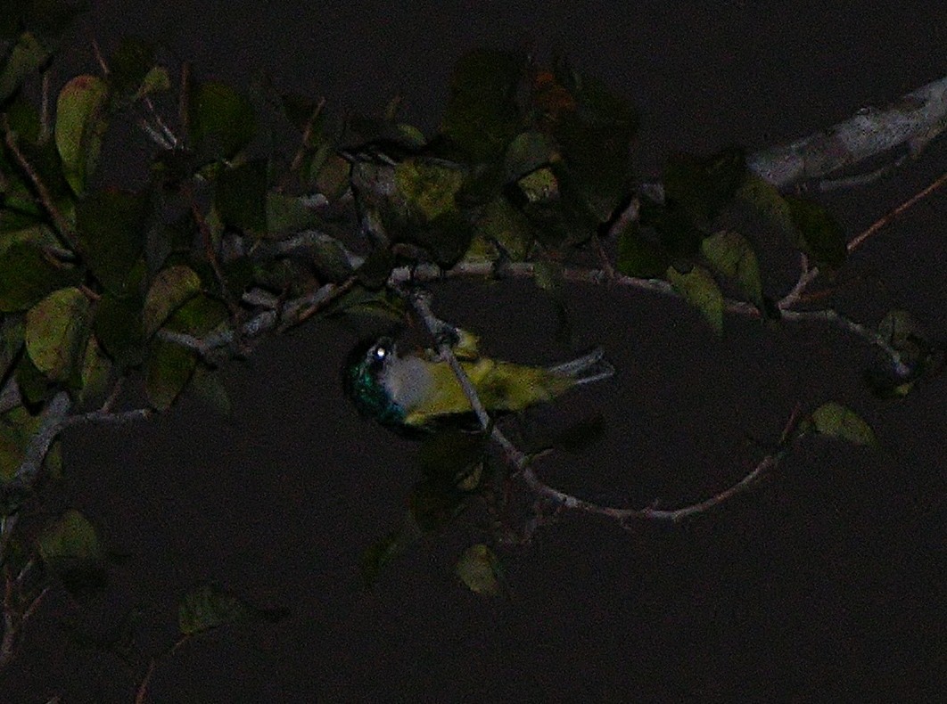 Violet-tailed Sunbird - ML218515181