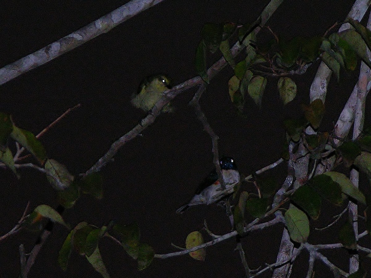 Violet-tailed Sunbird - ML218515191