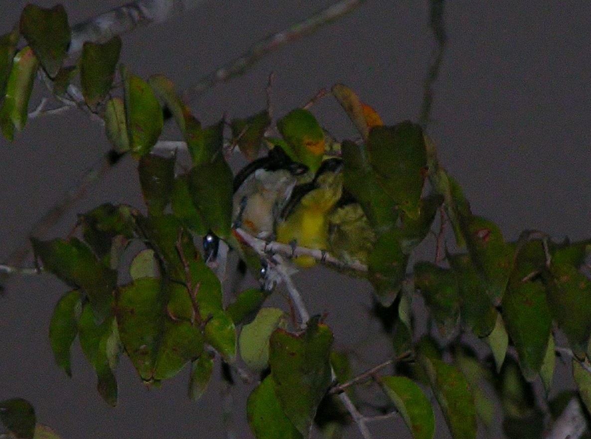Violet-tailed Sunbird - ML218515211